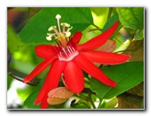 Butterfly-World-Coconut-Creek-FL-054