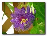 Butterfly-World-Coconut-Creek-FL-055