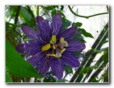 Butterfly-World-Coconut-Creek-FL-056