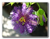 Butterfly-World-Coconut-Creek-FL-057