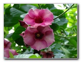 Butterfly-World-Coconut-Creek-FL-059