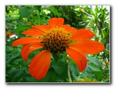 Butterfly-World-Coconut-Creek-FL-065