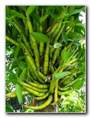 Butterfly-World-Coconut-Creek-FL-067