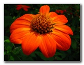 Butterfly-World-Coconut-Creek-FL-070