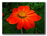 Butterfly-World-Coconut-Creek-FL-071