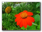 Butterfly-World-Coconut-Creek-FL-073