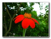 Butterfly-World-Coconut-Creek-FL-074