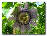 Butterfly-World-Coconut-Creek-FL-078