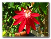 Butterfly-World-Coconut-Creek-FL-079