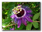 Butterfly-World-Coconut-Creek-FL-082
