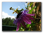 Butterfly-World-Coconut-Creek-FL-083