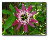 Butterfly-World-Coconut-Creek-FL-084