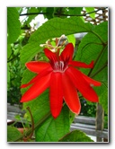 Butterfly-World-Coconut-Creek-FL-085