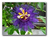 Butterfly-World-Coconut-Creek-FL-087