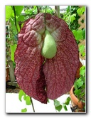 Butterfly-World-Coconut-Creek-FL-088