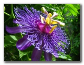 Butterfly-World-Coconut-Creek-FL-089