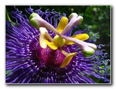Butterfly-World-Coconut-Creek-FL-090