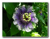 Butterfly-World-Coconut-Creek-FL-091