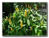 Butterfly-World-Coconut-Creek-FL-094