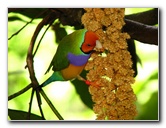 Butterfly-World-Coconut-Creek-FL-095