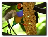 Butterfly-World-Coconut-Creek-FL-096