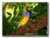 Butterfly-World-Coconut-Creek-FL-098