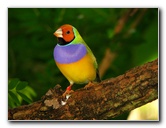 Butterfly-World-Coconut-Creek-FL-099