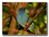 Butterfly-World-Coconut-Creek-FL-102
