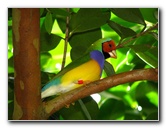 Butterfly-World-Coconut-Creek-FL-103