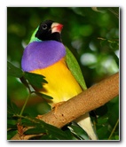 Butterfly-World-Coconut-Creek-FL-104