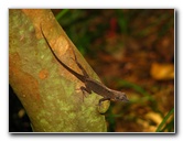 Butterfly-World-Coconut-Creek-FL-108