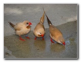 Butterfly-World-Coconut-Creek-FL-109