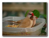 Butterfly-World-Coconut-Creek-FL-110