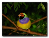 Butterfly-World-Coconut-Creek-FL-111