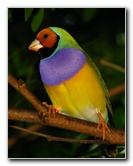 Butterfly-World-Coconut-Creek-FL-112