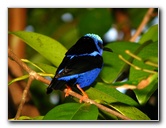Butterfly-World-Coconut-Creek-FL-114