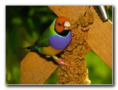 Butterfly-World-Coconut-Creek-FL-116