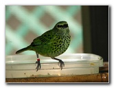 Butterfly-World-Coconut-Creek-FL-117