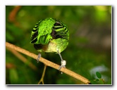 Butterfly-World-Coconut-Creek-FL-118