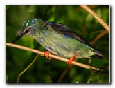 Butterfly-World-Coconut-Creek-FL-119