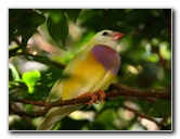 Butterfly-World-Coconut-Creek-FL-124