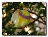 Butterfly-World-Coconut-Creek-FL-125