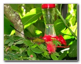 Butterfly-World-Coconut-Creek-FL-126