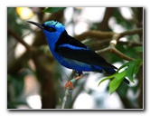 Butterfly-World-Coconut-Creek-FL-128