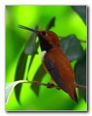 Butterfly-World-Coconut-Creek-FL-129