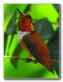 Butterfly-World-Coconut-Creek-FL-130