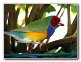 Butterfly-World-Coconut-Creek-FL-134