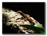 Butterfly-World-Coconut-Creek-FL-135