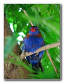 Butterfly-World-Coconut-Creek-FL-136