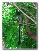 Butterfly-World-Coconut-Creek-FL-137